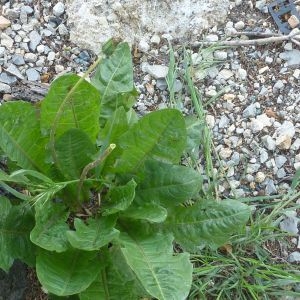 Photographie n°73624 du taxon Taraxacum officinale Weber [1780]