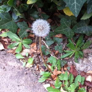 Photographie n°73637 du taxon Taraxacum officinale Weber [1780]