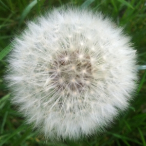 Photographie n°73638 du taxon Taraxacum officinale Weber [1780]