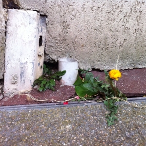 Photographie n°73645 du taxon Taraxacum officinale Weber [1780]