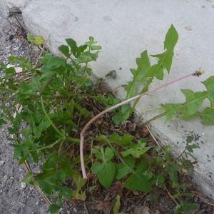 Photographie n°73647 du taxon Taraxacum officinale Weber [1780]