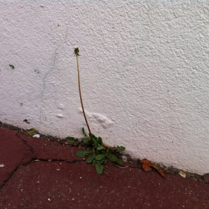 Photographie n°73652 du taxon Taraxacum officinale Weber [1780]