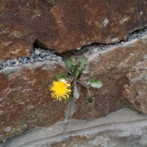 Photographie n°73656 du taxon Taraxacum officinale Weber [1780]