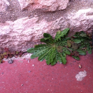 Photographie n°73670 du taxon Taraxacum officinale Weber [1780]