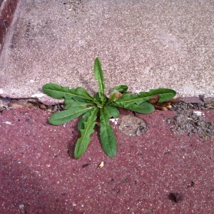 Photographie n°73672 du taxon Taraxacum officinale Weber [1780]