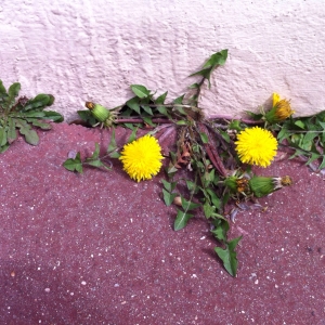 Photographie n°73673 du taxon Taraxacum officinale Weber [1780]