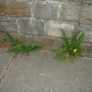 Photographie n°73684 du taxon Taraxacum officinale Weber [1780]