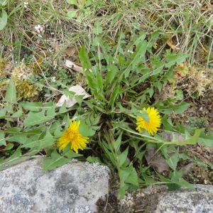 Photographie n°73685 du taxon Taraxacum officinale Weber [1780]