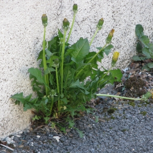 Photographie n°73710 du taxon Taraxacum officinale Weber [1780]