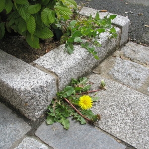 Photographie n°73722 du taxon Taraxacum officinale Weber [1780]