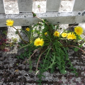 Photographie n°73736 du taxon Taraxacum officinale Weber [1780]