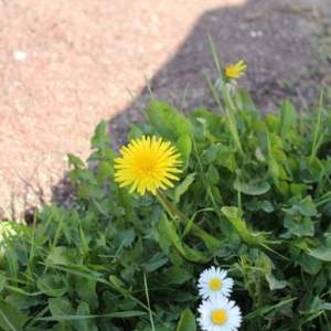 Photographie n°73740 du taxon Taraxacum officinale Weber [1780]