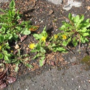 Photographie n°73742 du taxon Taraxacum officinale Weber [1780]