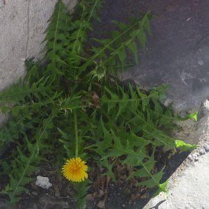 Photographie n°73756 du taxon Taraxacum officinale Weber [1780]