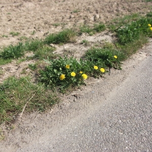 Photographie n°73765 du taxon Taraxacum officinale Weber [1780]