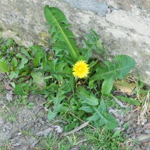 Photographie n°73766 du taxon Taraxacum officinale Weber [1780]