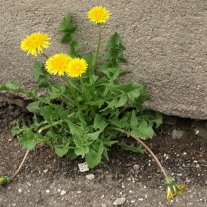 Photographie n°73771 du taxon Taraxacum officinale Weber [1780]