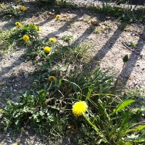 Photographie n°73781 du taxon Taraxacum officinale Weber [1780]