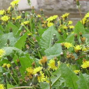 Photographie n°73803 du taxon Taraxacum officinale Weber [1780]