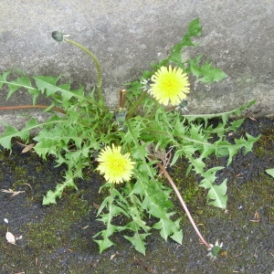 Photographie n°73809 du taxon Taraxacum officinale Weber [1780]