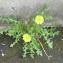  Sauvages De MA RUE - Taraxacum officinale Weber [1780]