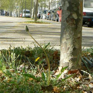 Photographie n°73819 du taxon Taraxacum officinale Weber [1780]