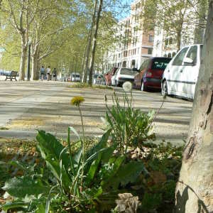 Photographie n°73822 du taxon Taraxacum officinale Weber [1780]