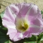  Liliane Roubaudi - Calystegia soldanella (L.) Roem. & Schult. [1819]