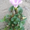  Liliane Roubaudi - Calystegia soldanella (L.) Roem. & Schult. [1819]