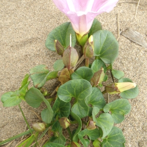 Photographie n°73832 du taxon Calystegia soldanella (L.) Roem. & Schult. [1819]