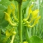  Liliane Roubaudi - Aristolochia clematitis L. [1753]