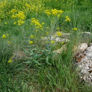 Photographie n°73883 du taxon Isatis tinctoria L. [1753]