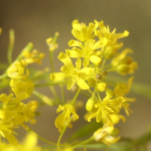 Photographie n°73886 du taxon Isatis tinctoria L. [1753]