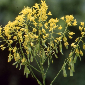 Isatis tinctoria proles campestris (Stev. ex DC.) Rouy & Foucaud (Pastel des teinturiers)