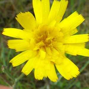  - Hieracium jaubertianum Timb.-Lagr. & Loret [1858]