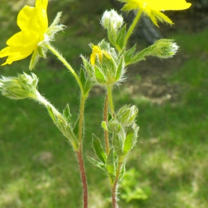 Photographie n°73895 du taxon Potentilla hirta L. [1753]