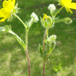 Photographie n°73896 du taxon Potentilla hirta L. [1753]