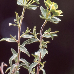 Photographie n°73898 du taxon Euphorbia flavicoma subsp. mariolensis (Rouy) O.Bolòs & Vigo [1974]