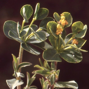 Photographie n°73899 du taxon Euphorbia flavicoma subsp. mariolensis (Rouy) O.Bolòs & Vigo [1974]