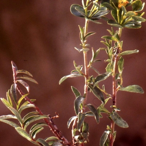 Photographie n°73900 du taxon Euphorbia flavicoma subsp. mariolensis (Rouy) O.Bolòs & Vigo [1974]