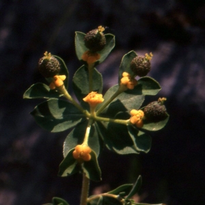 Photographie n°73901 du taxon Euphorbia flavicoma subsp. mariolensis (Rouy) O.Bolòs & Vigo [1974]