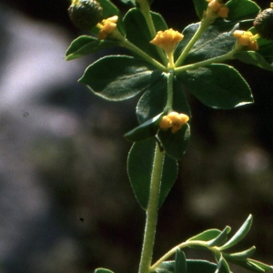 Photographie n°73902 du taxon Euphorbia flavicoma subsp. mariolensis (Rouy) O.Bolòs & Vigo [1974]