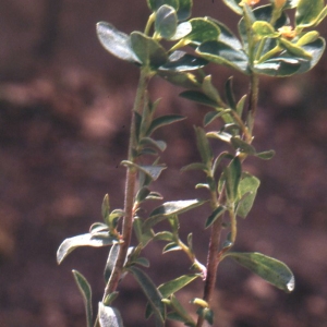  - Euphorbia flavicoma subsp. mariolensis (Rouy) O.Bolòs & Vigo [1974]