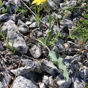 Photographie n°73908 du taxon Scorzonera austriaca Willd. [1803]