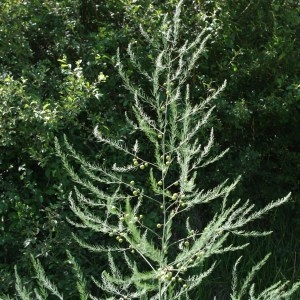 Photographie n°73910 du taxon Asparagus officinalis L. [1753]