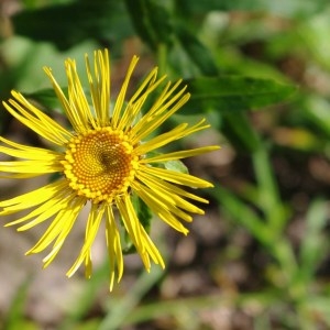 Photographie n°73912 du taxon Inula salicina L. [1753]