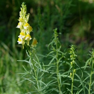 Photographie n°73914 du taxon Linaria vulgaris Mill. [1768]
