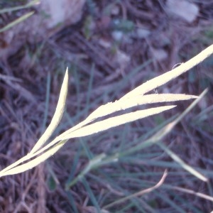 Photographie n°73923 du taxon Brachypodium phoenicoides (L.) Roem. & Schult. [1817]