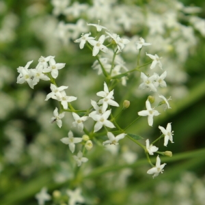 Photographie n°73935 du taxon Galium mollugo L. [1753]