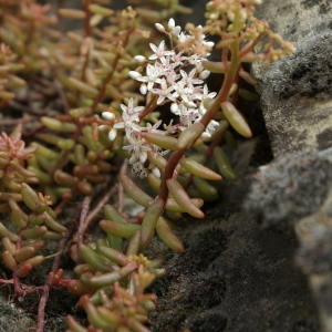 Photographie n°73954 du taxon Sedum album L.